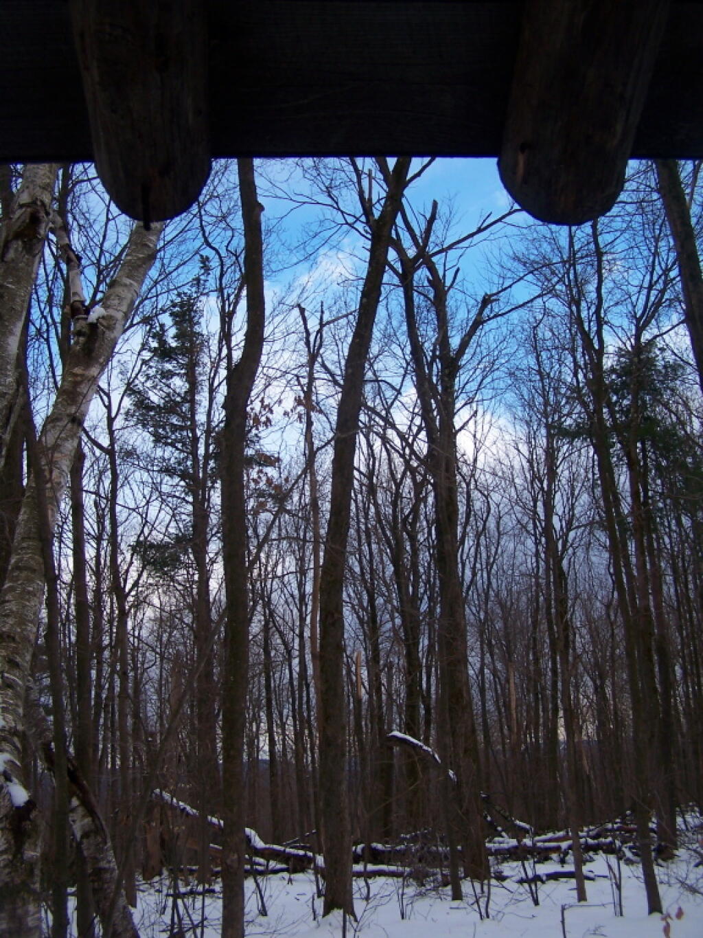 Photo: Looking Out Lean-To