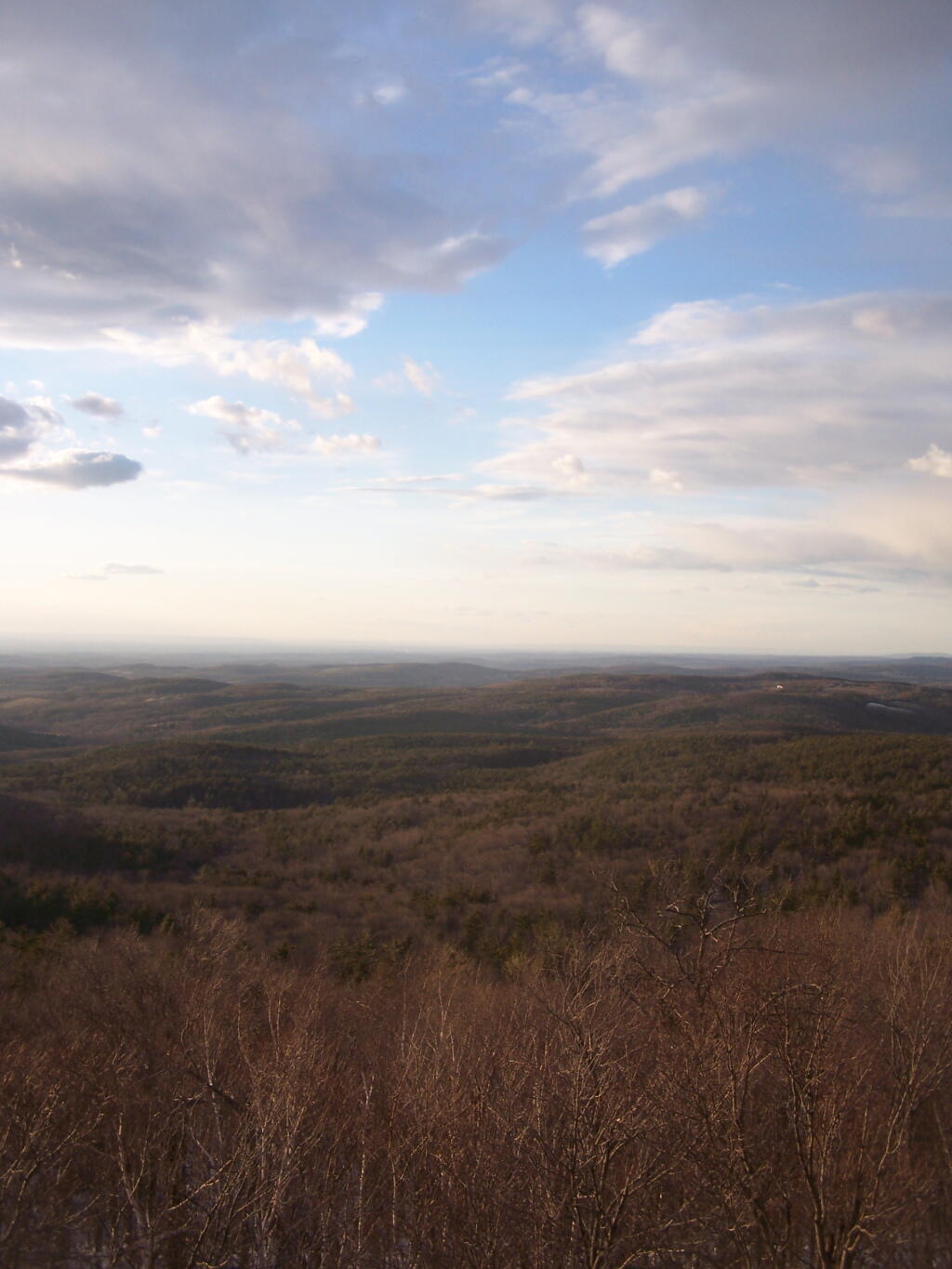 Photo: Tree line and Sky