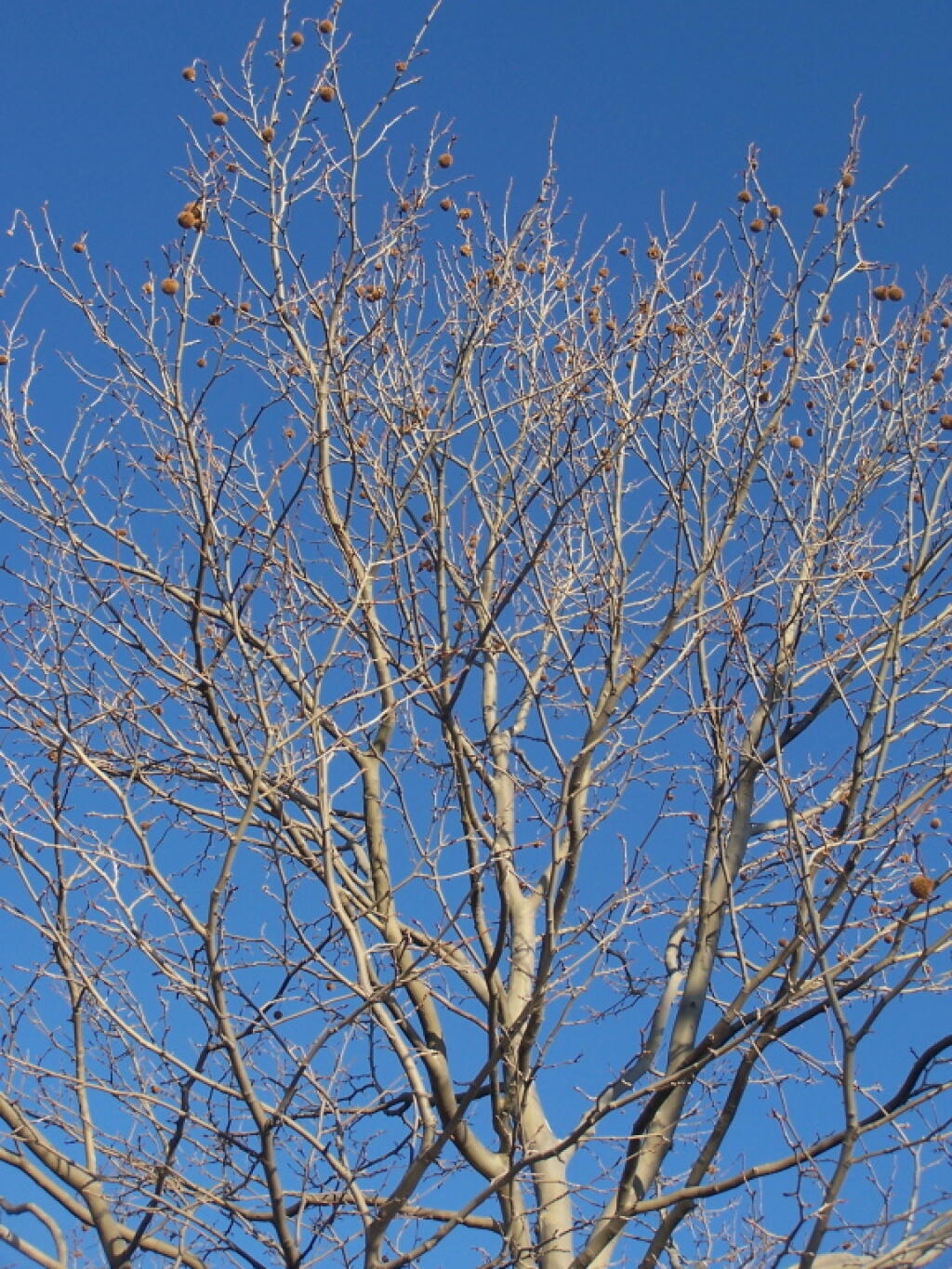 Photo: Tree Along Bike Path