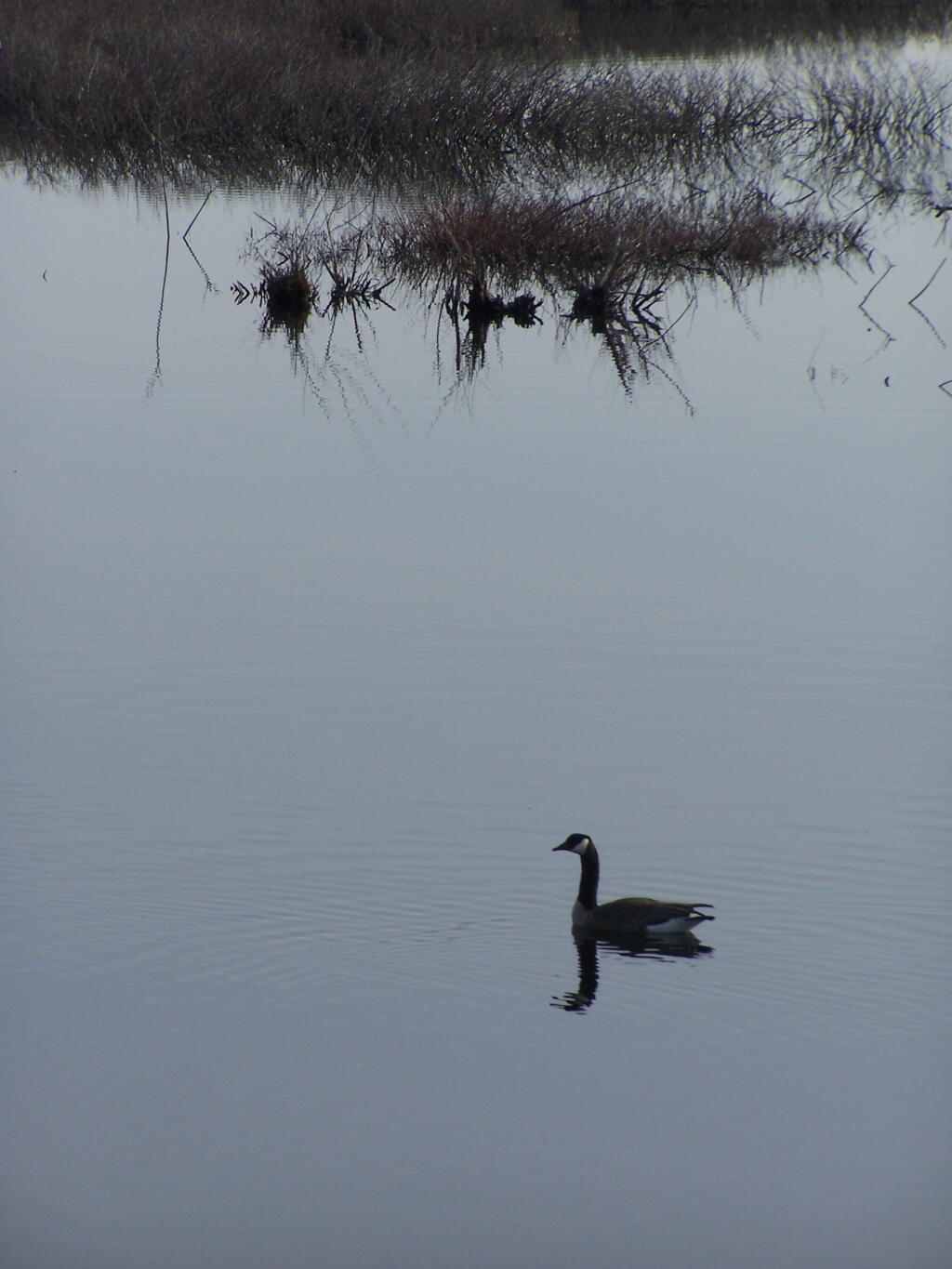 Photo: Canada Goose