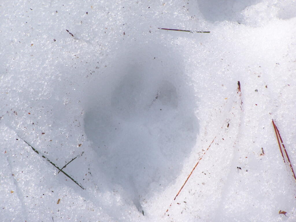 Photo: Bear Print