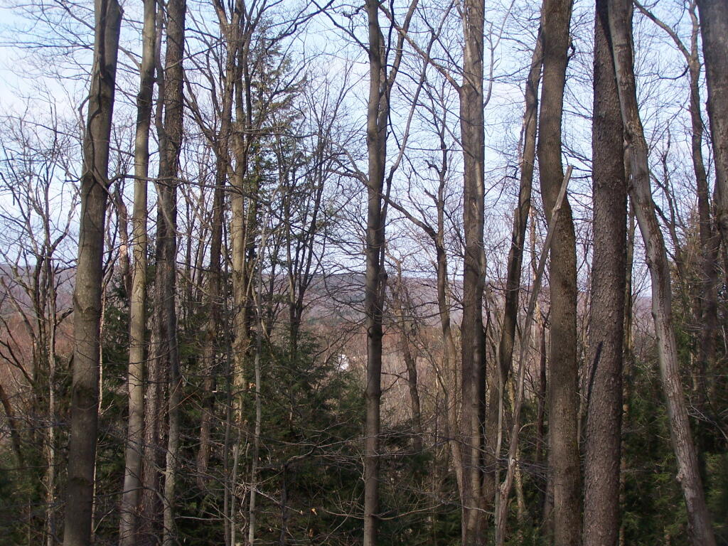 Photo: Peering Down Into Beaver Creek Valley