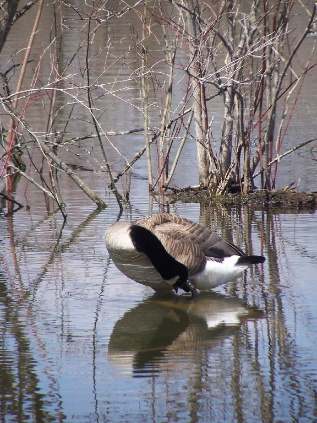 Photo: Goose Cleaning Himself