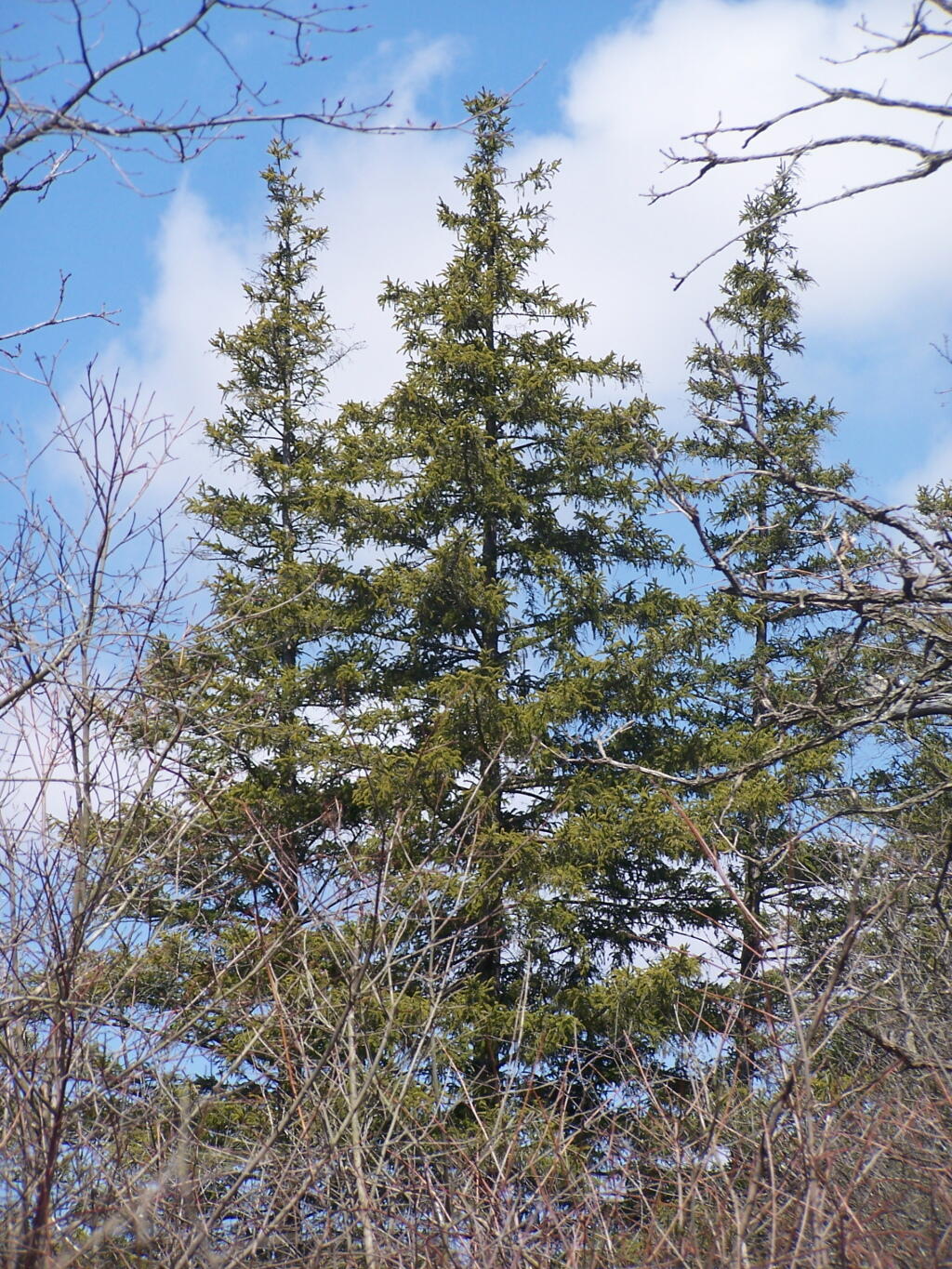 Photo: Pines Along Pond