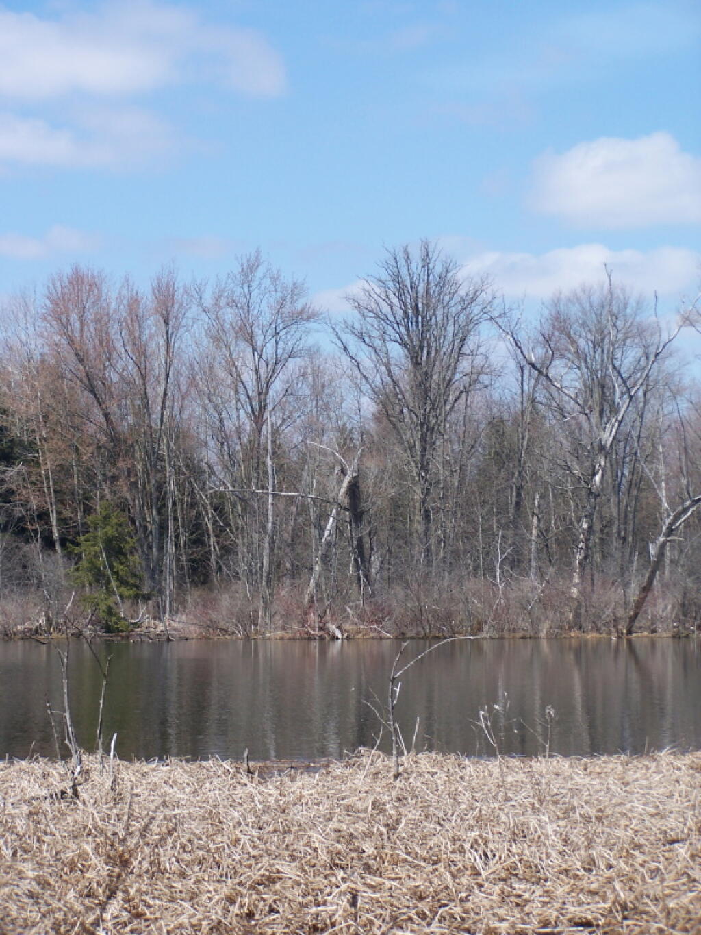 Photo: Trees Along Pond