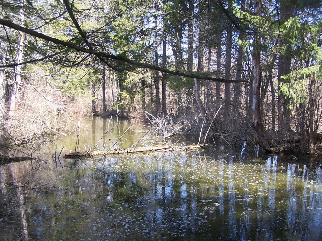 Photo: Backwaters Along Trail