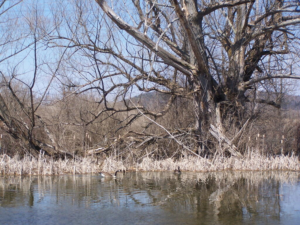 Photo: Geese in Pond