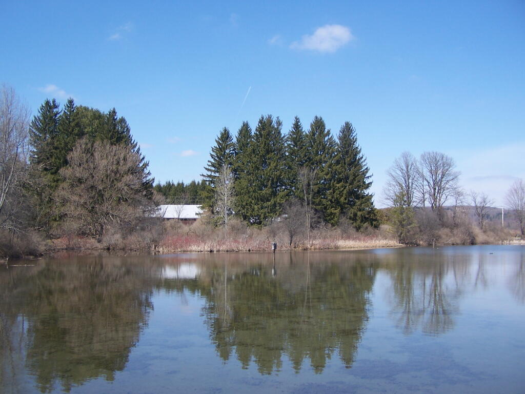 Photo: Shallow Pond