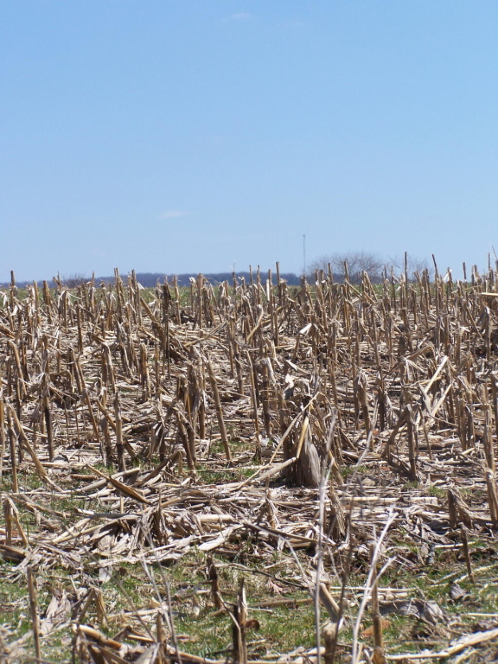 Photo: Looking Across the Corn Stubble