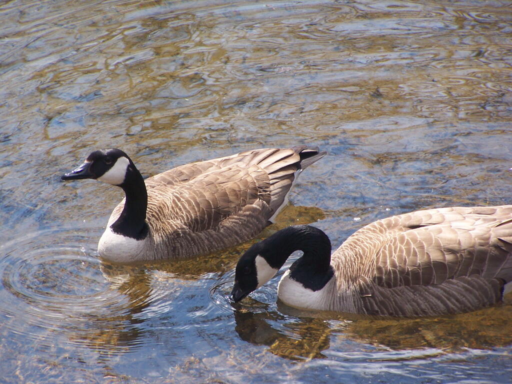 Photo: Geese Drinking Water
