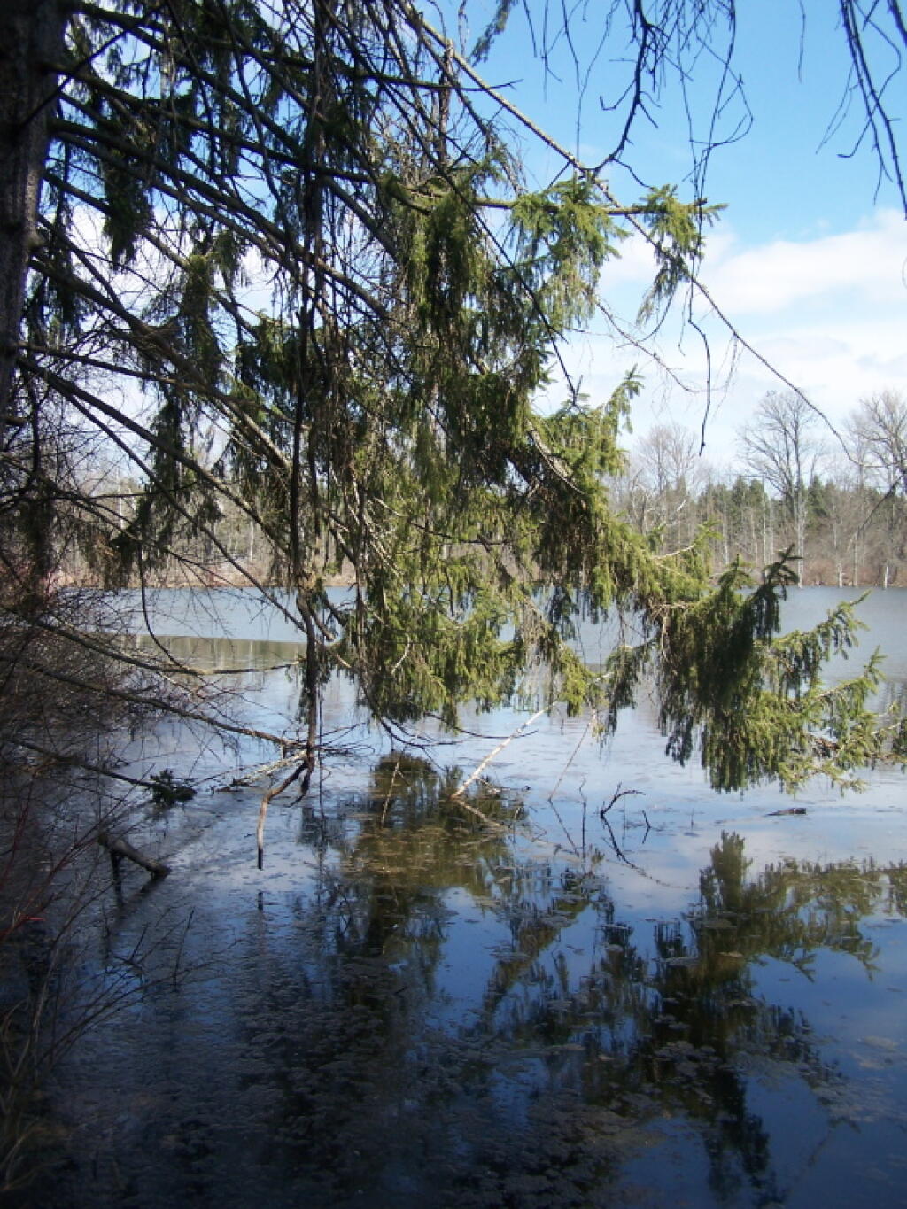 Photo: Along Edge of Pond