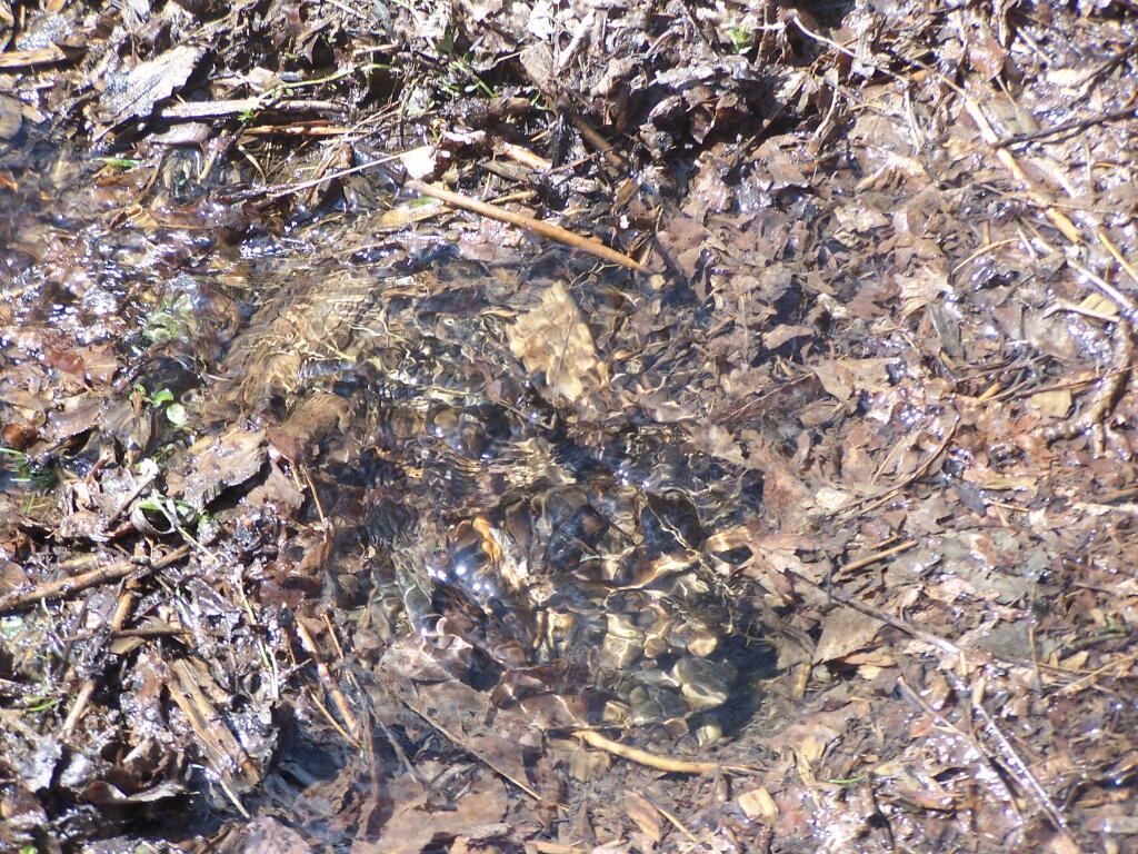 Photo: Melt Water
