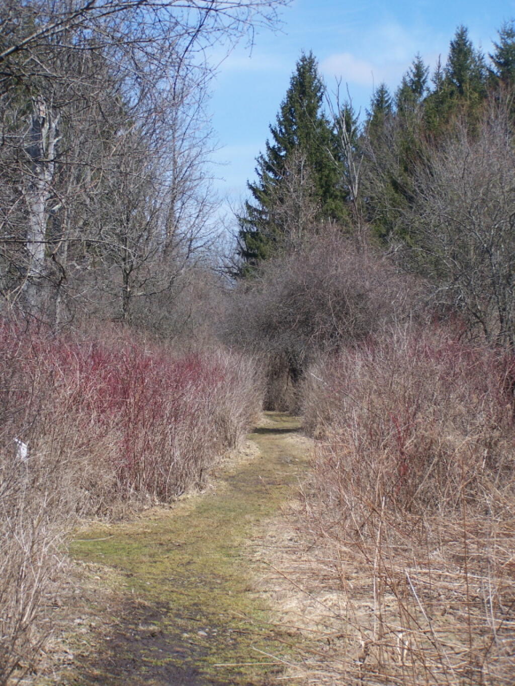 Photo: Hiking Trail Along Pond