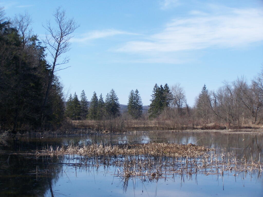 Photo: Ponds Along Chenango River