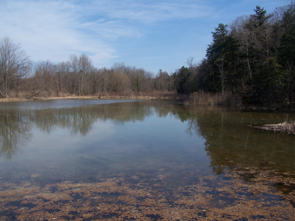 Photo: Another Wildlife Pond