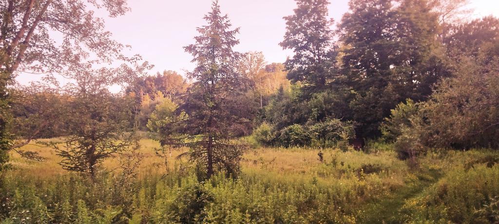 Photo: Quiet Meadow Below the Craziness of Elsmere