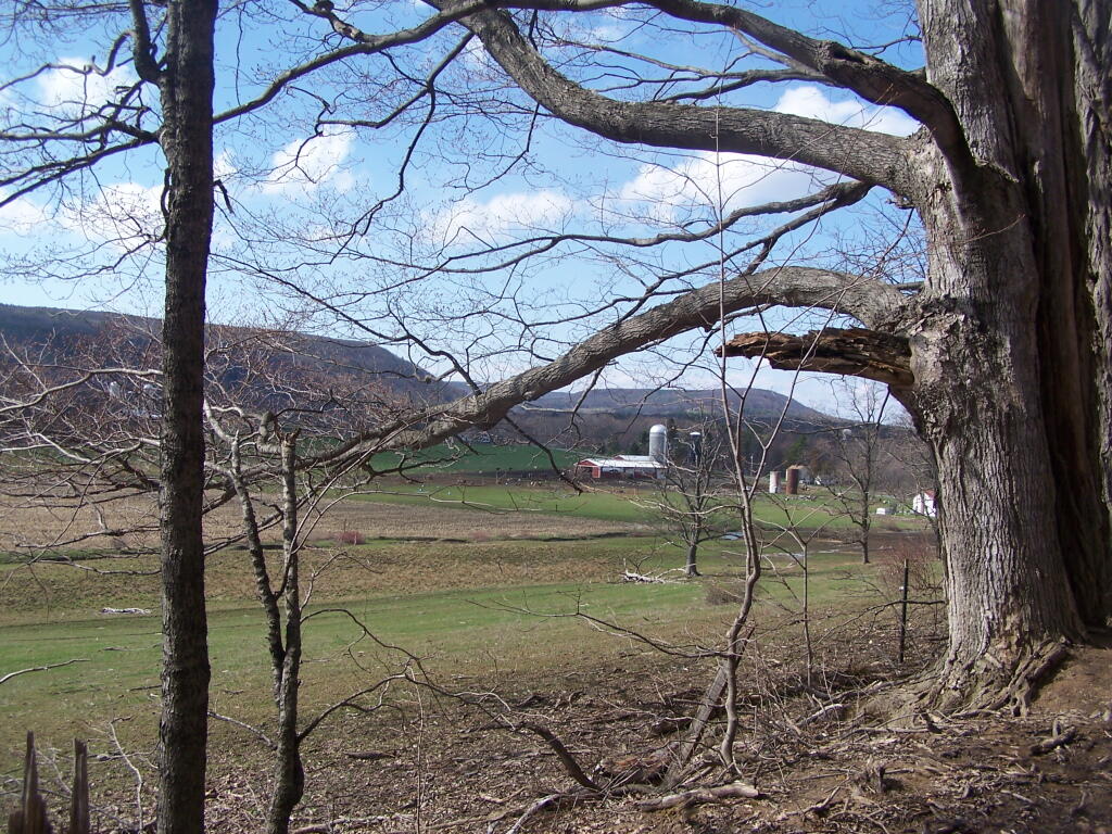 Photo: Farm Fields Starting to Green Up