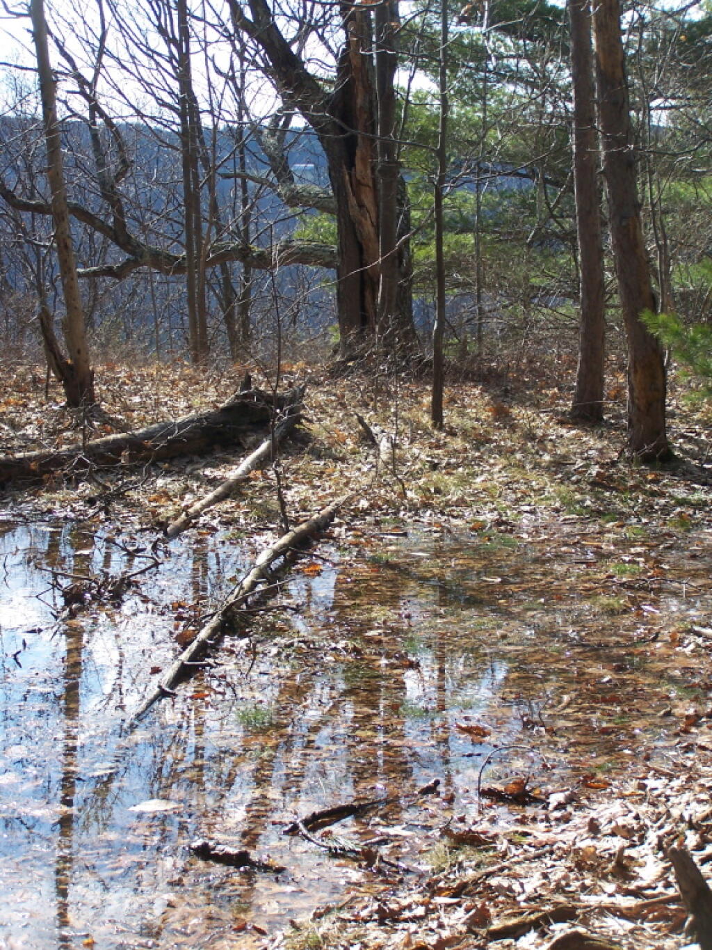 Photo: Swampy Area On Top