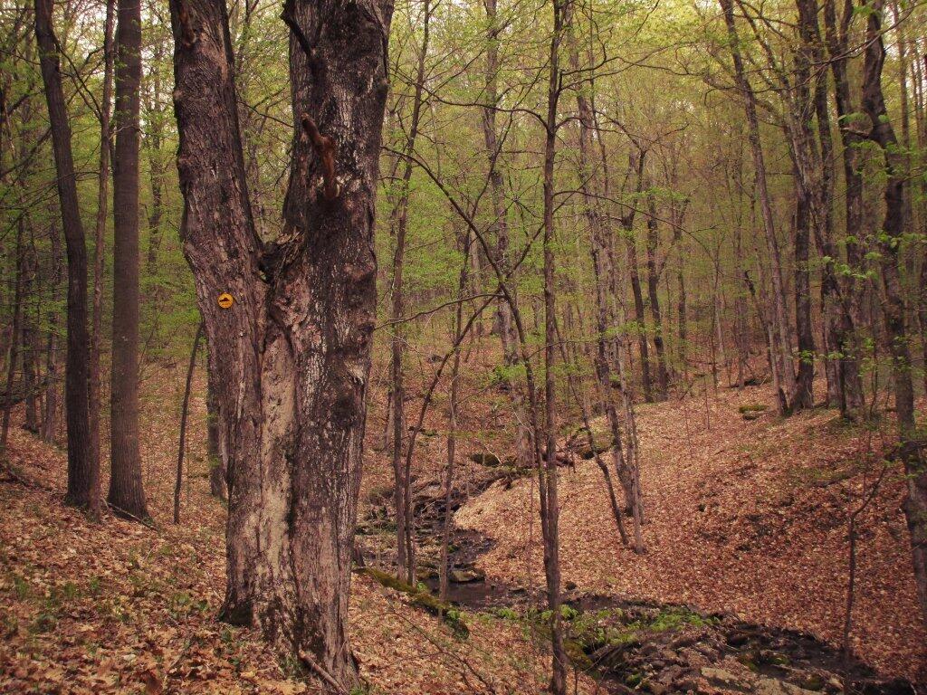 Photo: Creek And Gully