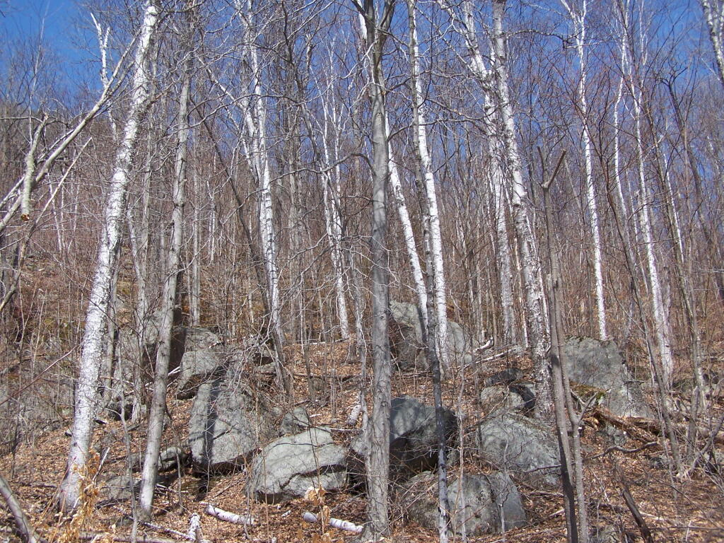 Photo: Looking Up Little 13th Mountain