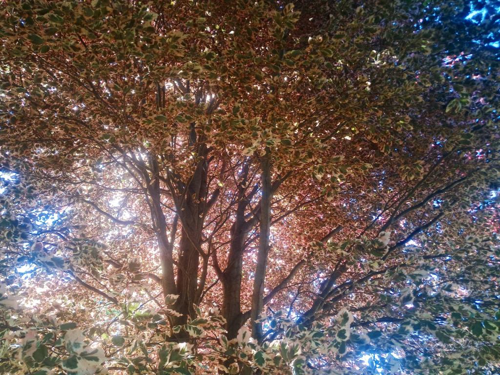 Photo: Tricolor European Beech  [Expires June 27 2026]