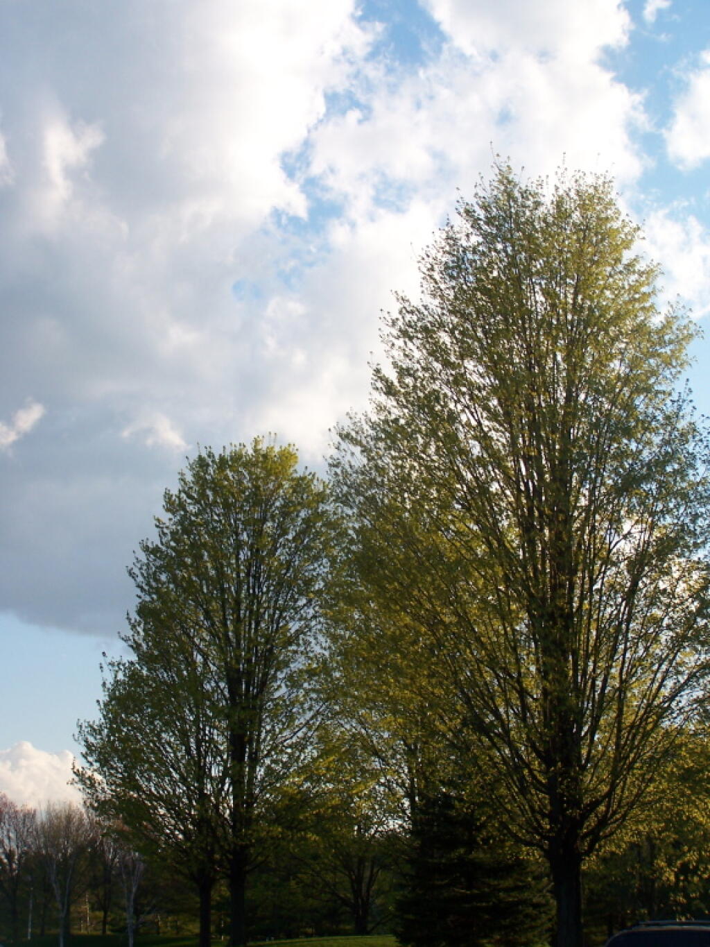 Photo: Trees Starting to Green Up