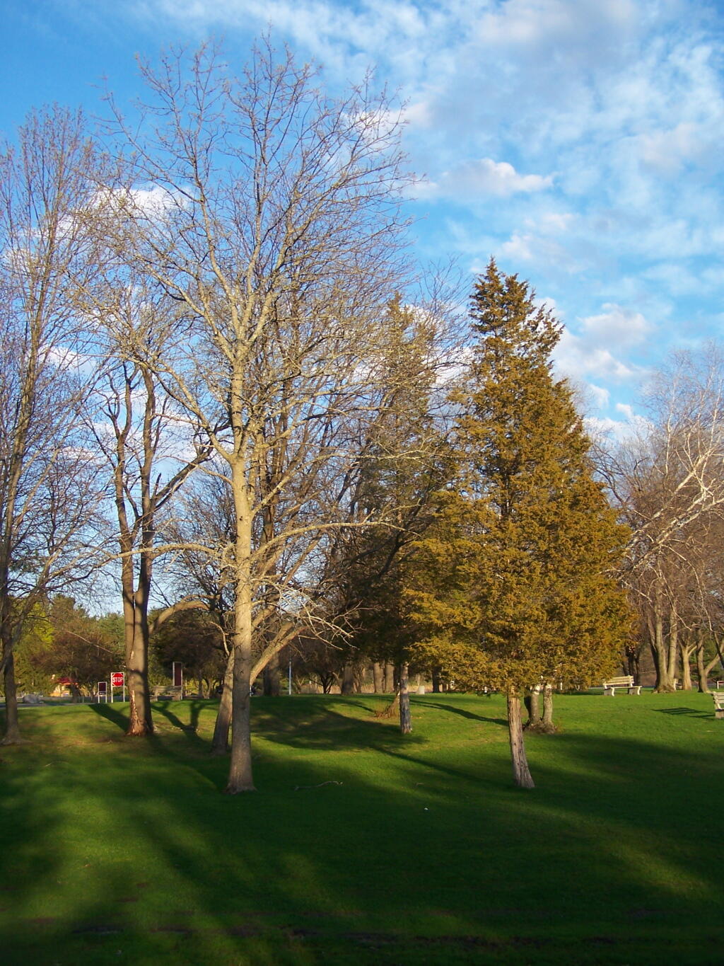 Photo: Green Grass at Town Park
