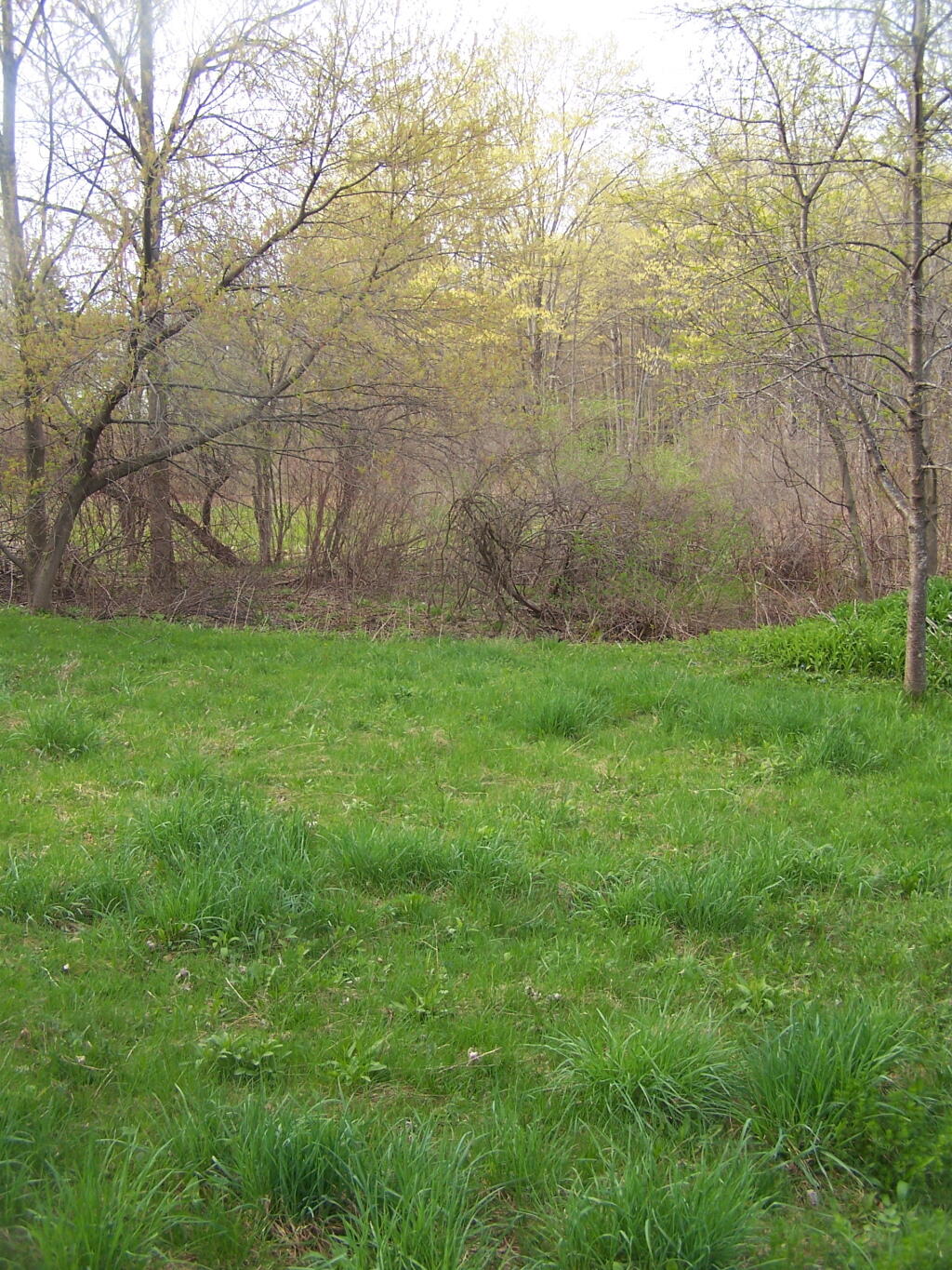 Photo: Grass Growing Fast