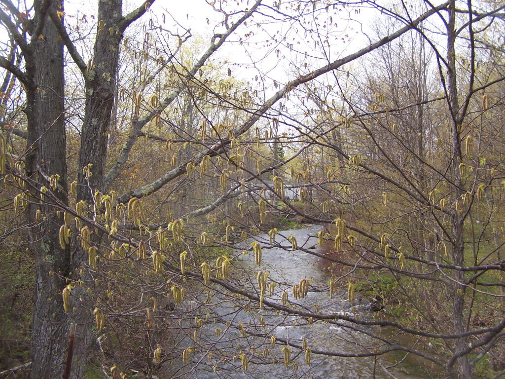 Photo: Hannacroix Creek