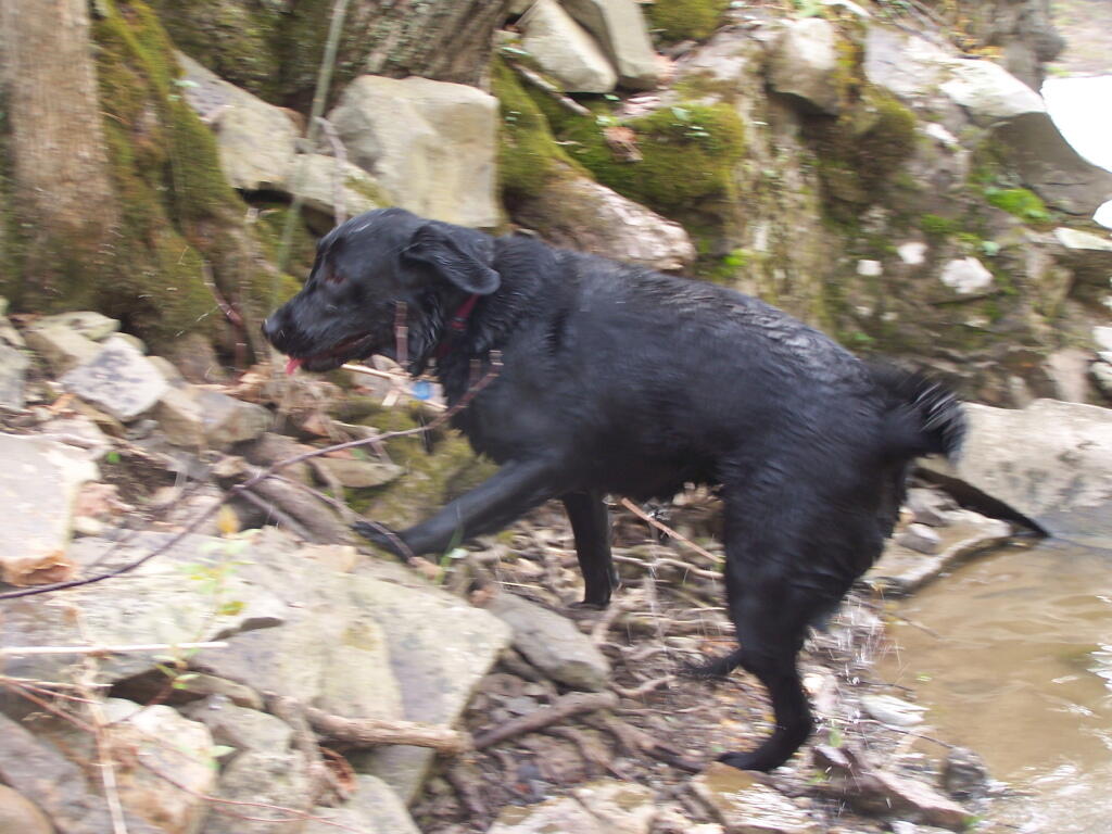 Photo: Wet Dog Shakes Himself Dry