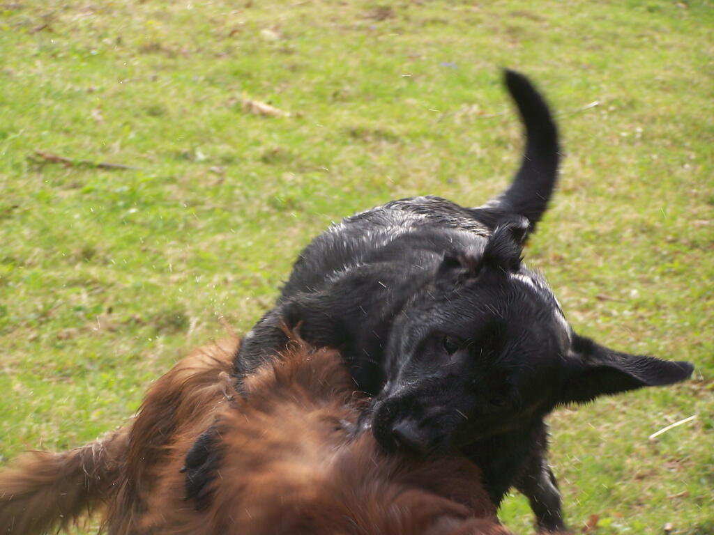 Photo: Dog on Dog Action