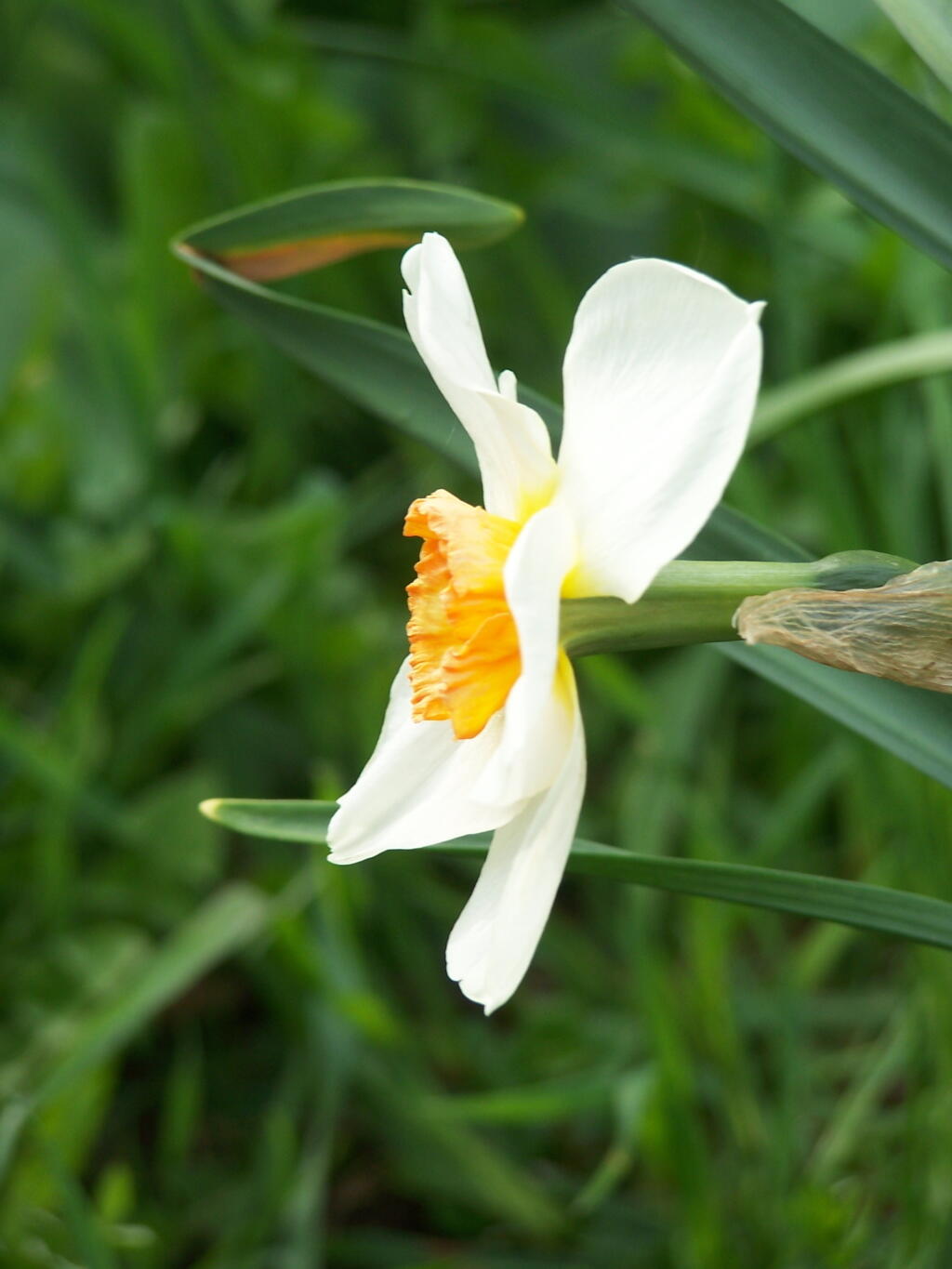 Photo: Daffodil