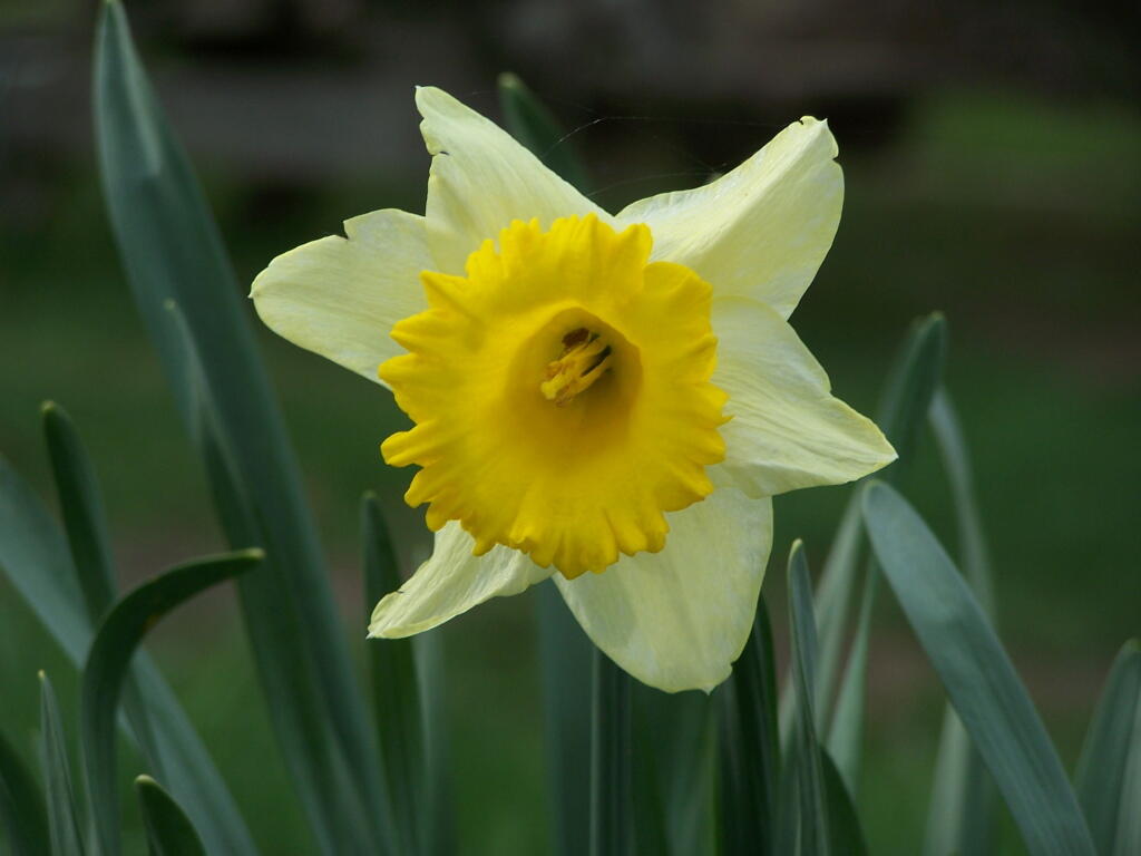 Photo: Yellow Daffodil
