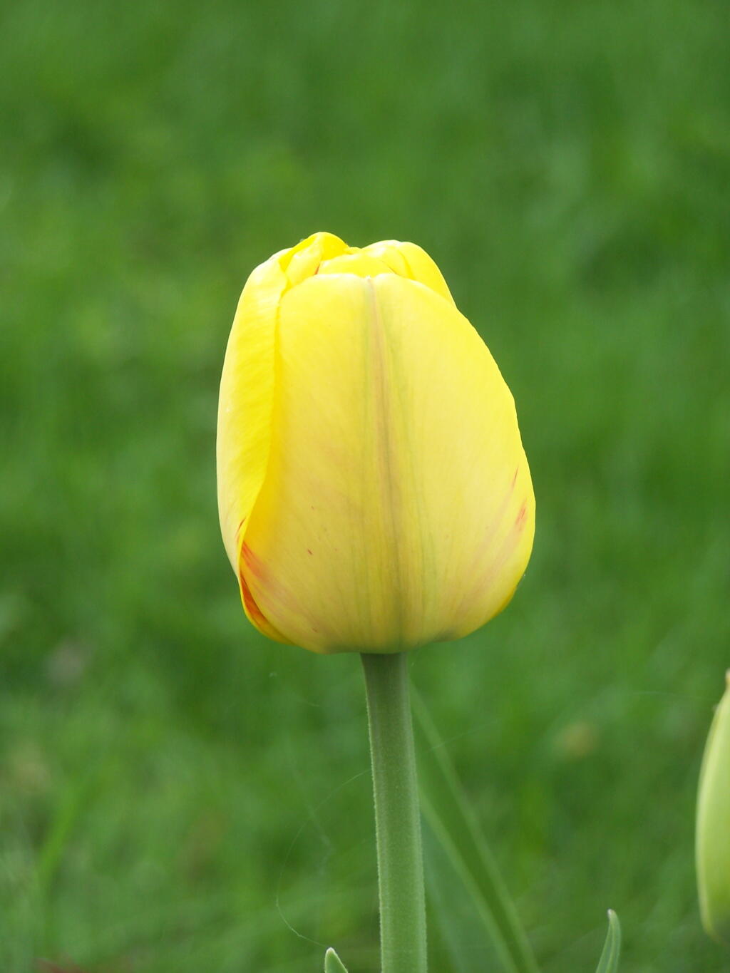 Photo: Yellow Tulip
