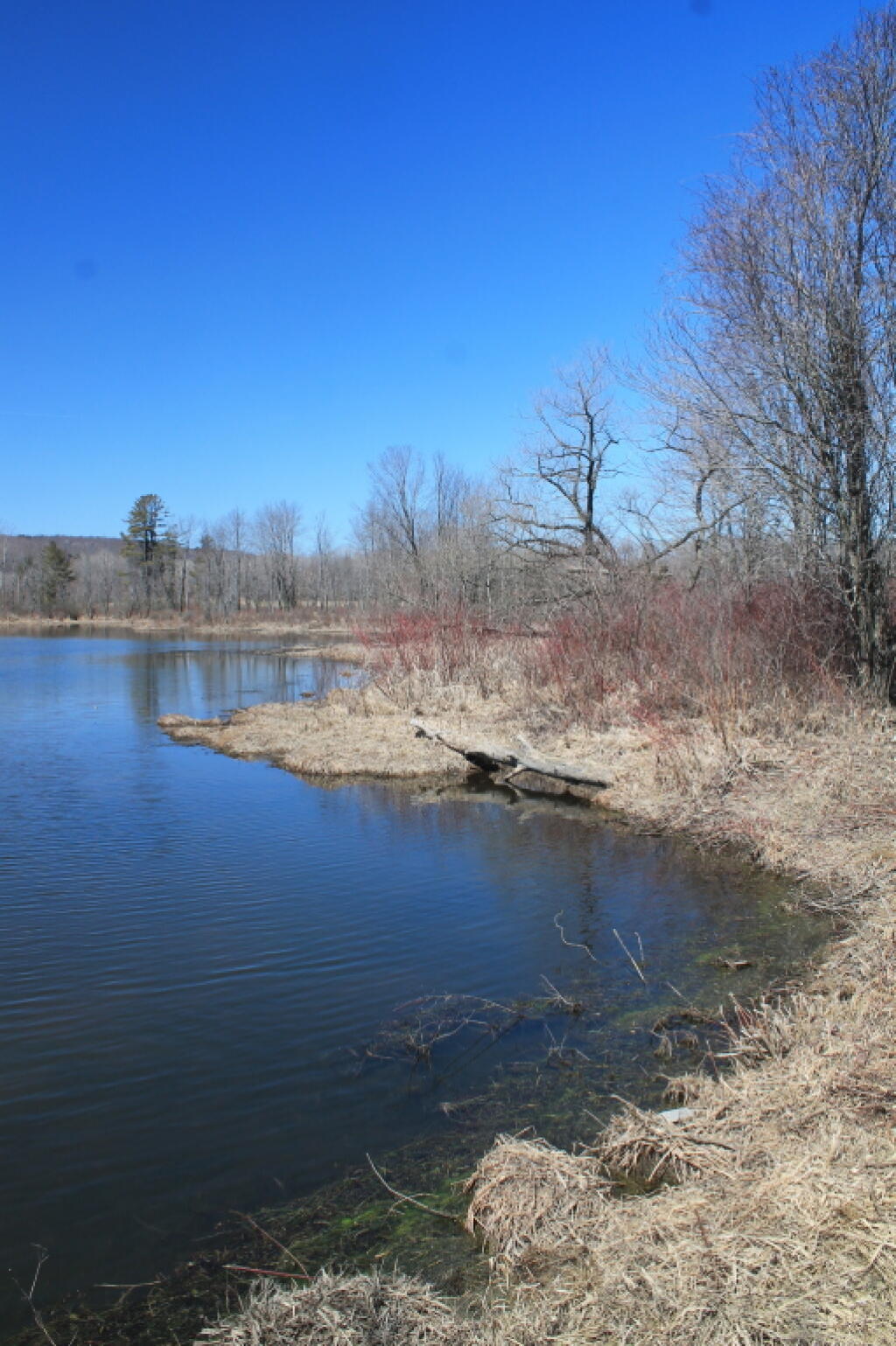 Photo: Edge of a Vernal Pool