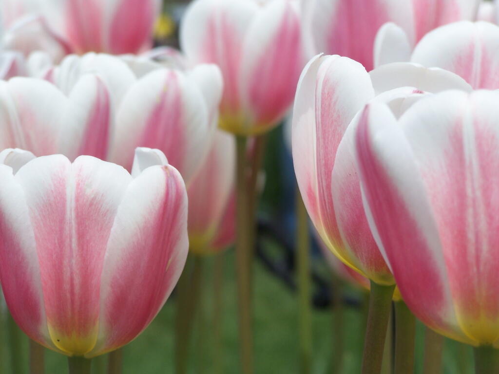 Photo: Pink and White Tulips