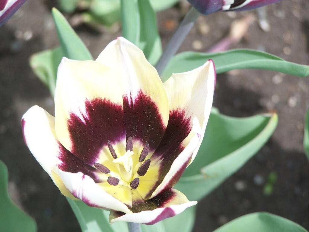 Photo: Red, Yellow, White Tulip