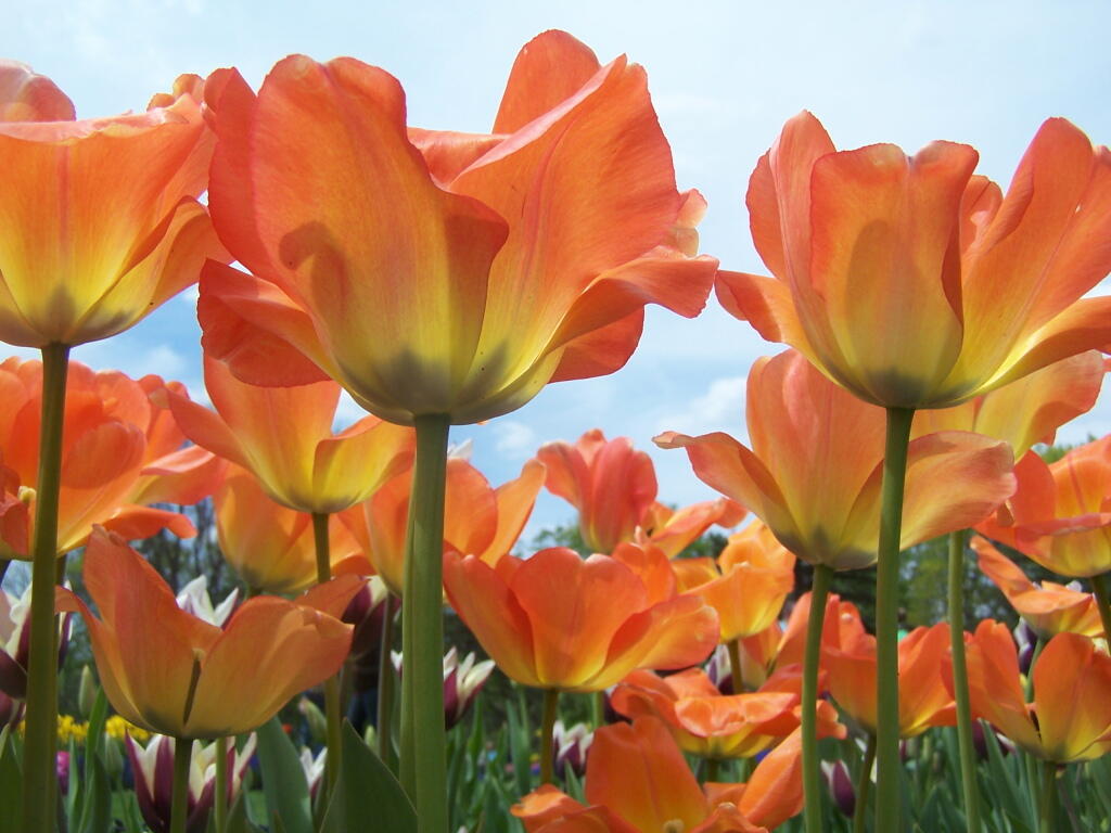 Photo: Orange Tulips