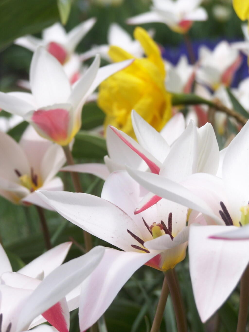 Photo: White, Yellow, Blue Tulips