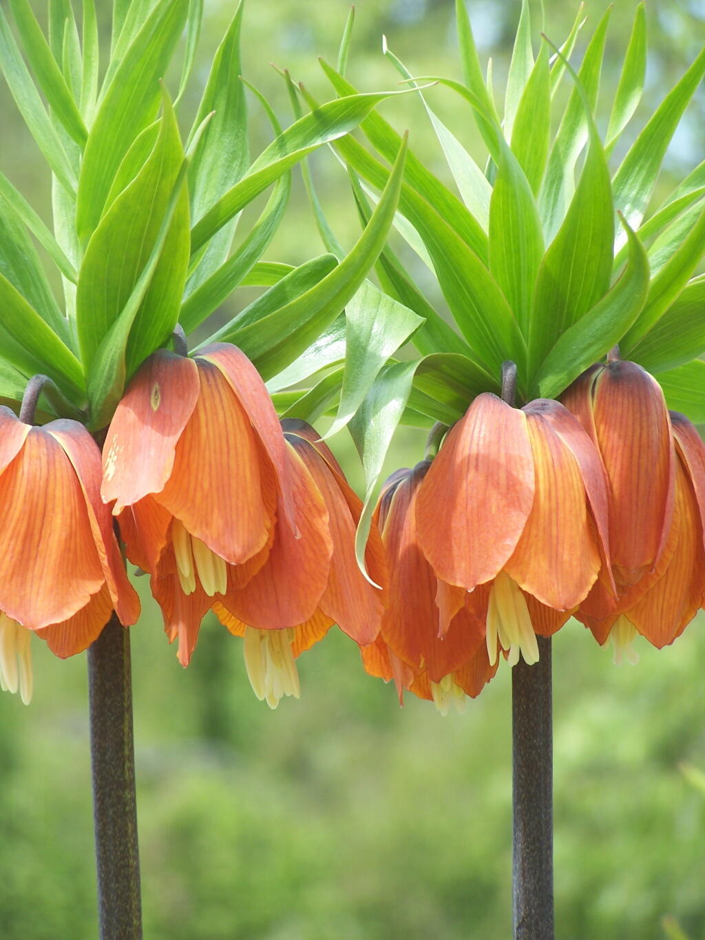 Photo: Green and Orange