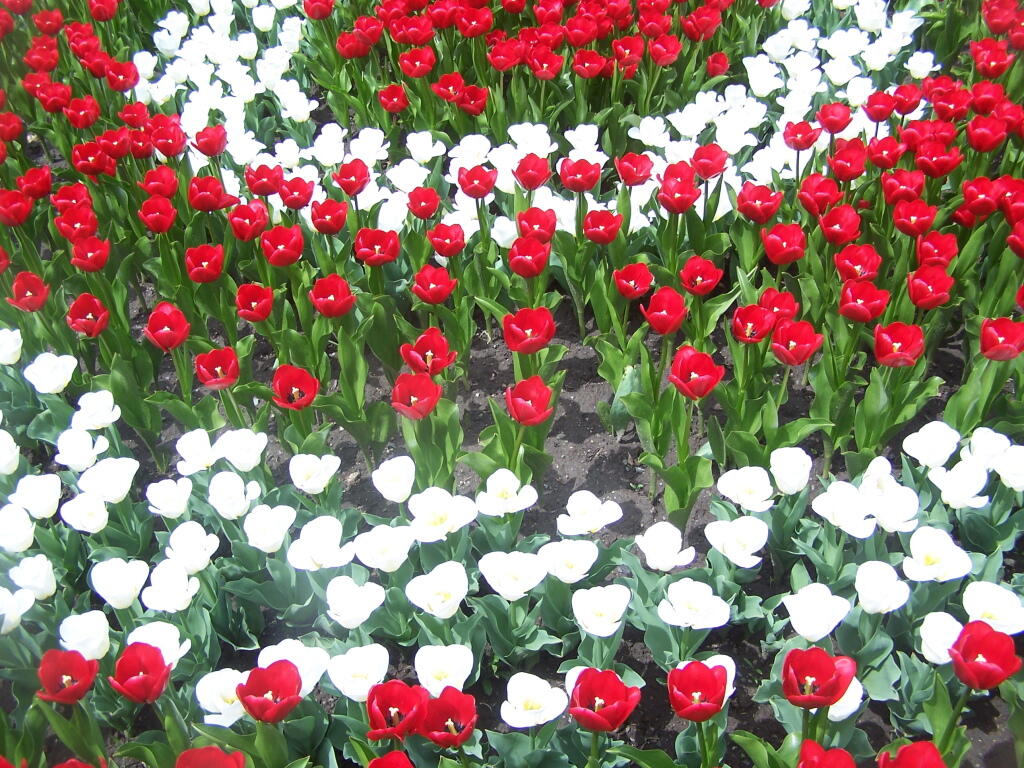 Photo: Red and White Circle Bed