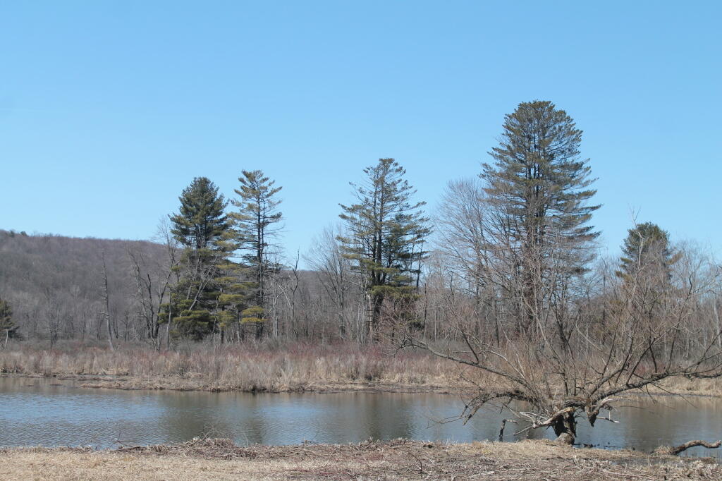 Photo: White Pines Along Reservior