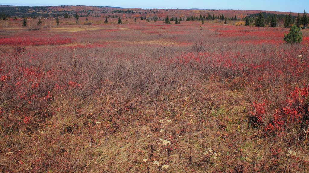 Photo: Miles of Blueberries in Summer