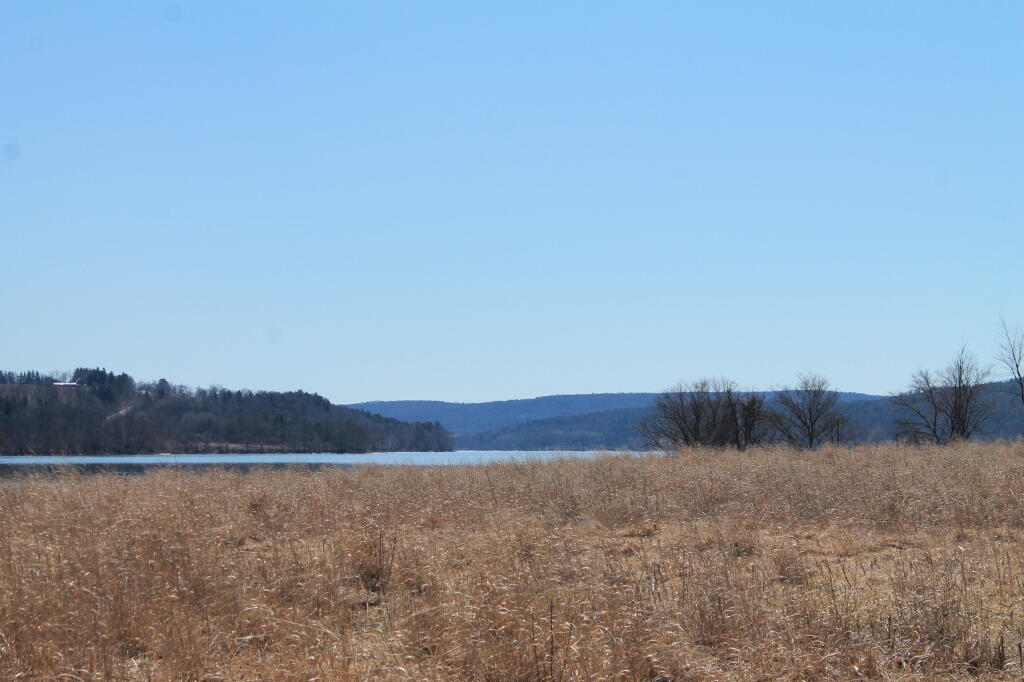 Photo: Marshy Floodplain