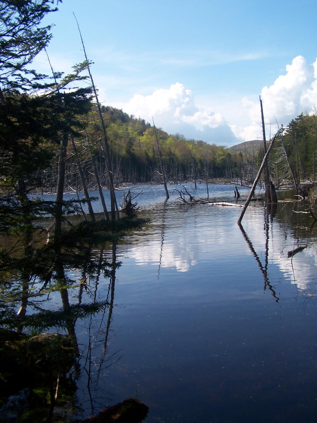 Photo: Calamity Swamp