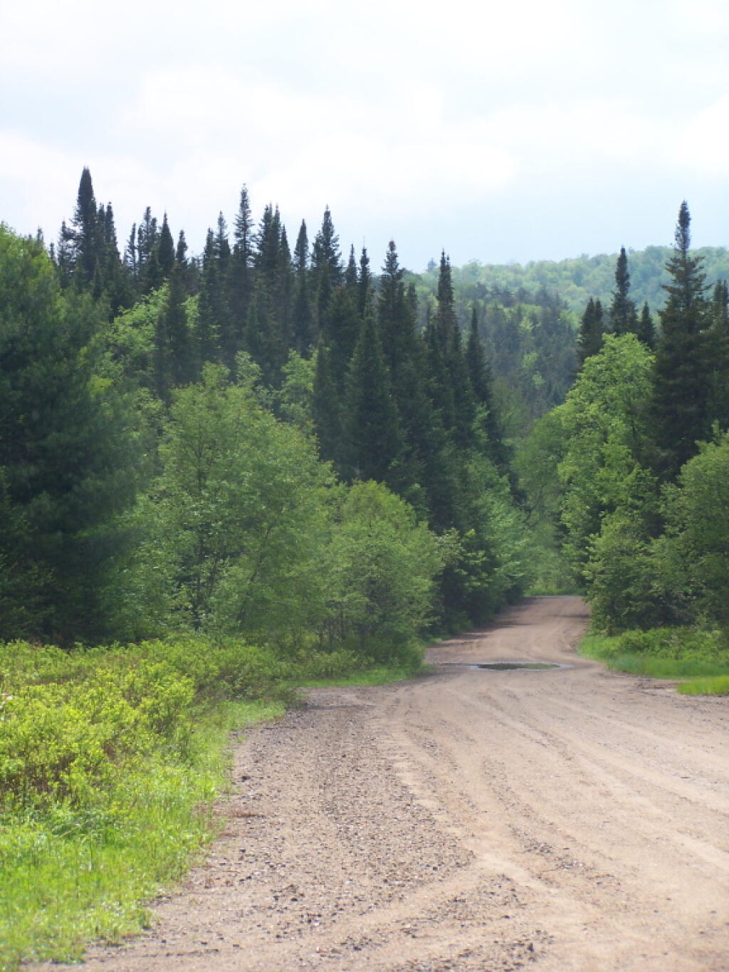 Photo: Old Growth Spruce Forest Along Piseco-Powley Road