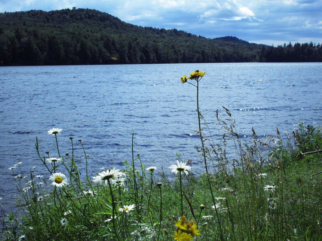 Photo: Wildflowers Along Cascade Lake