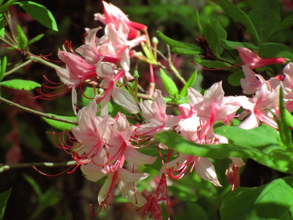 Photo: Amazing Smelling Pink Flowers