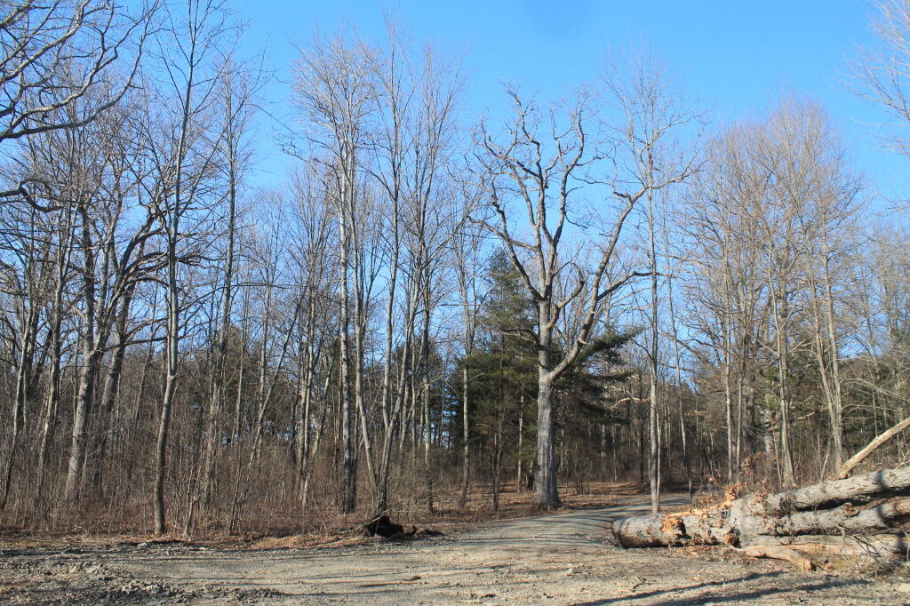 Photo: They've Still Not Cut Up That Tree