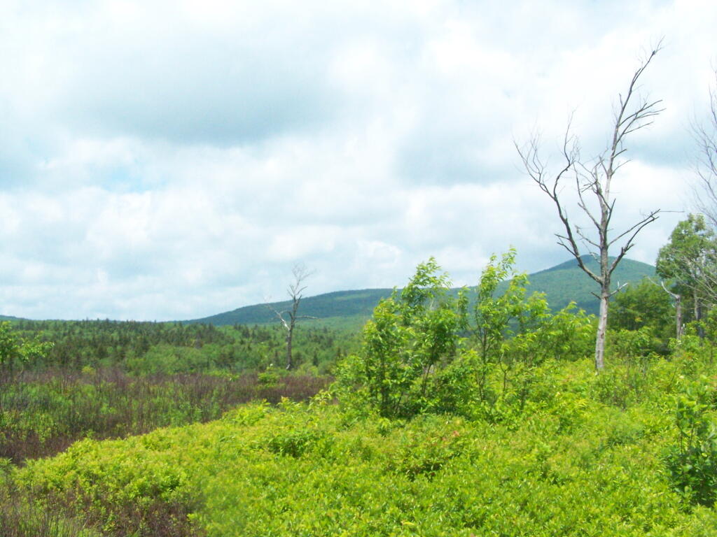 Photo: Stratton Mountain From a Recently Cleared Area